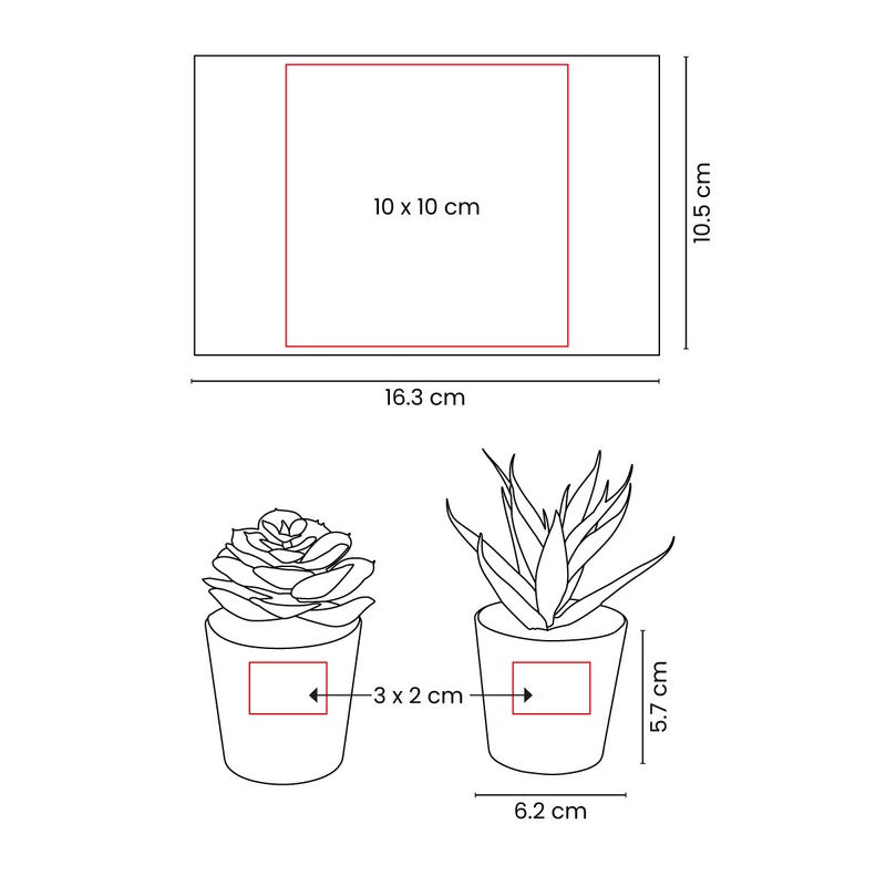 Set de plantas aliso – artículo promocional personalizado en Monterrey | PROMOTIENDA