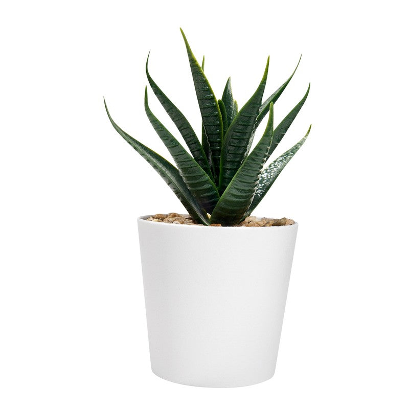 Set de plantas aliso – artículo promocional personalizado en Monterrey | PROMOTIENDA