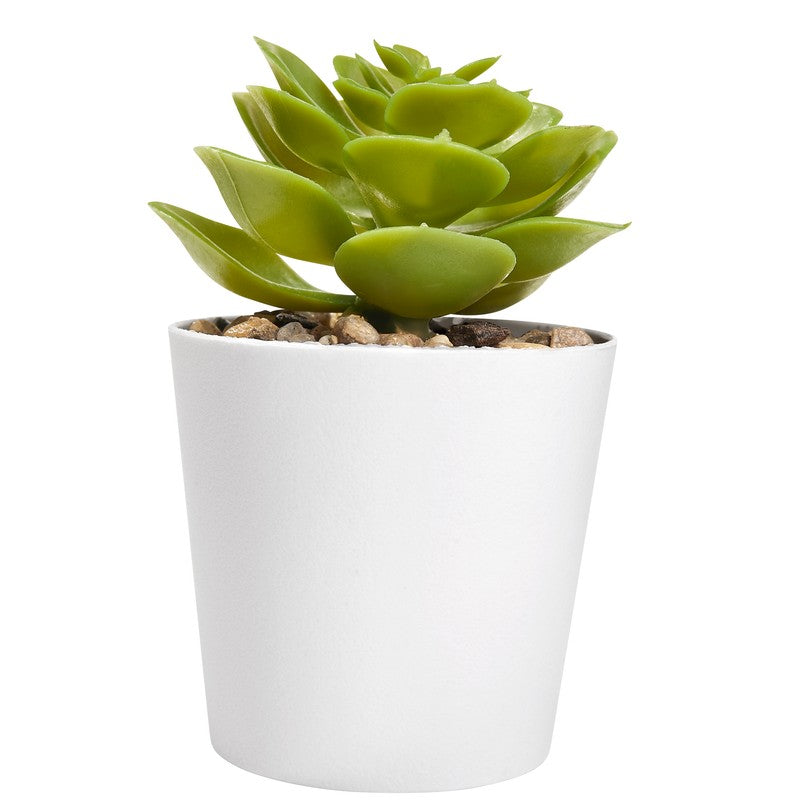 Set de plantas aliso – artículo promocional personalizado en Monterrey | PROMOTIENDA
