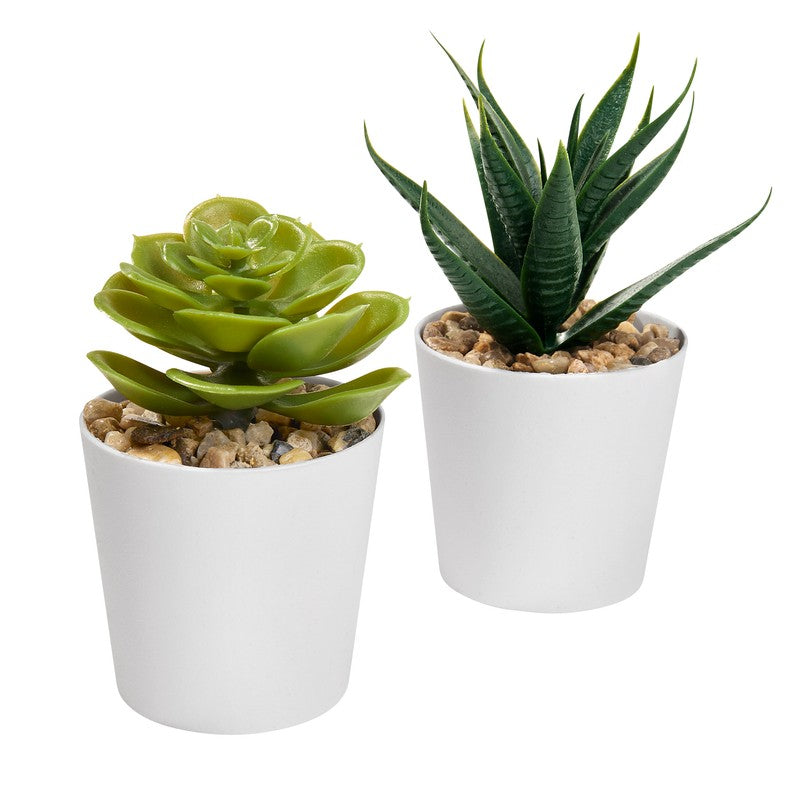 Set de plantas aliso – artículo promocional personalizado en Monterrey | PROMOTIENDA