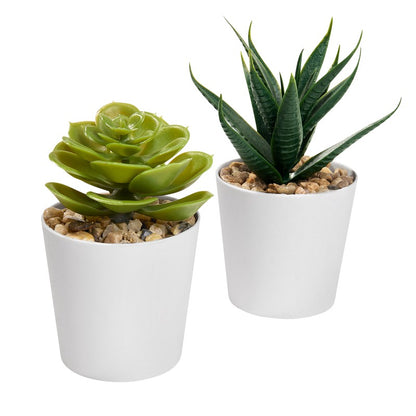 Set de plantas aliso – artículo promocional personalizado en Monterrey | PROMOTIENDA